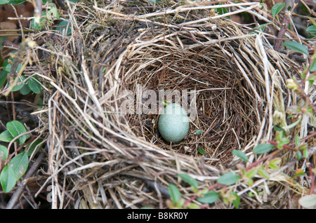 Birds nest - Egg of a blackbird in a nest Stock Photo