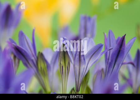 Triteleia laxa or Brodiaea laxa upright pale purple blue flowers in close up softly diffused. Stock Photo