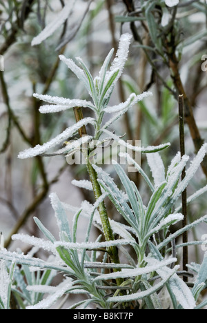 Lavandula augustifolia English Lavender in frost Stock Photo