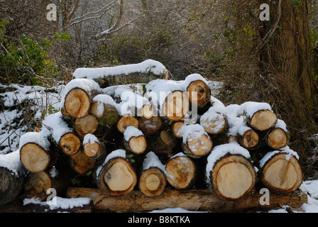 A pile of Oak logs stacked for firewood in snow Wales Stock Photo