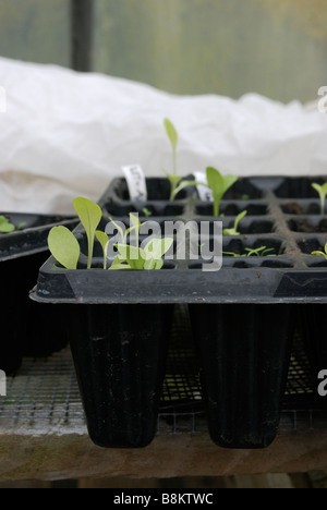 Lettuce seedlings Arctic King and Parella Green in Autumn Stock Photo