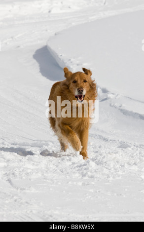 Golden Retriever dog running in the snow at the Tennessee Pass Nordic Center near Leadville, Colorado, USA Stock Photo