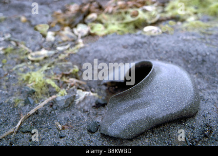 Sand Collar Egg Mass of the Lewis Moon Snail (Euspira lewisii - formerly Polinices lewisii) Stock Photo