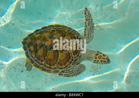 White Turtle Chelonia mydas mydas Xcaret Eco archeological park Playa del Carmen Quintana Roo  Mayan Riviera, yucatan, Mexico Stock Photo