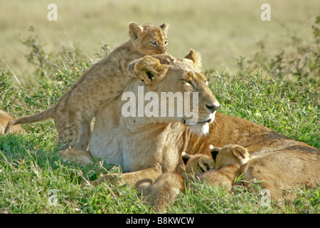 Lioness with nursing cubs, Masai Mara, Kenya Stock Photo