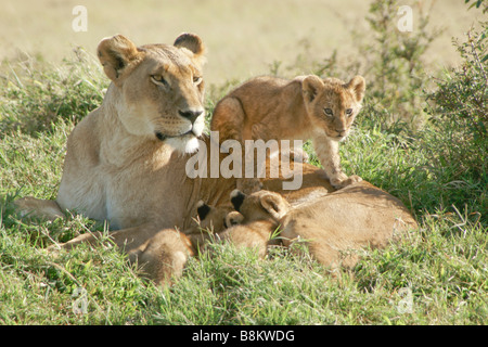 Lioness with nursing cubs, Masai Mara, Kenya Stock Photo