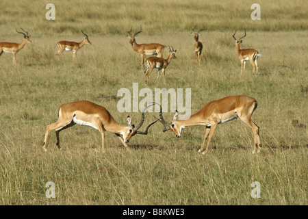 Male impalas fighting, Masai Mara, Kenya Stock Photo