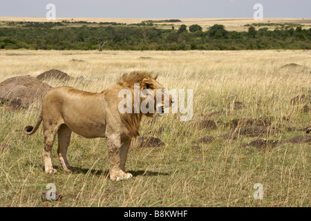 Male lion on the savanna, Masai Mara, Kenya Stock Photo
