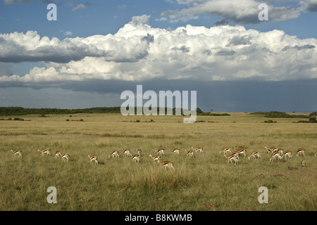 Herd of Thomson's gazelles grazing, Masai Mara, Kenya Stock Photo - Alamy