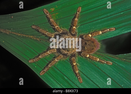 Tarantula - Unidentified - Tropical rainforest - Peru Stock Photo