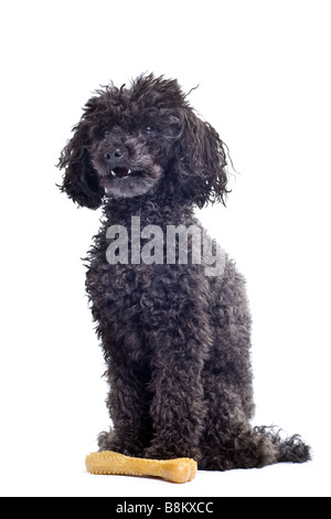 black toy poodle isolated on white background Stock Photo