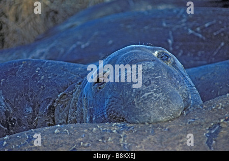 Elephant Seal (Mirounga angustrostris) - Male - California - USA Stock Photo