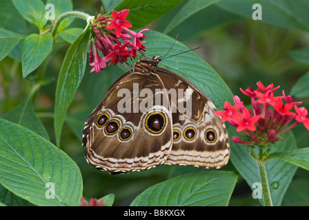Blue Morpho Butterfly Stock Photo