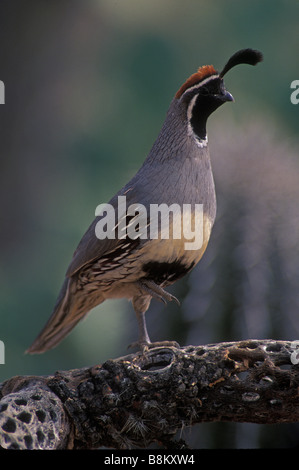 Gambel's Quails (Callipepla gambelii) Arizona - Male Stock Photo