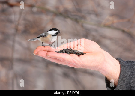 Black capped Chickadee being hand fed