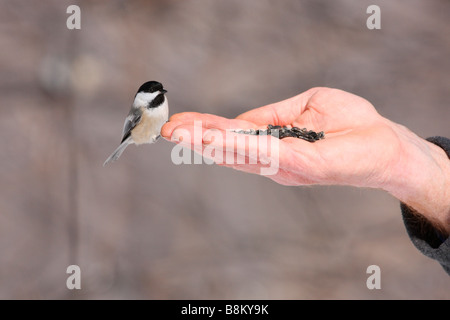 Black capped Chickadee being hand fed