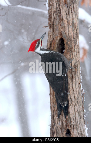 Pileated Woodpecker in Snow - Vertical Stock Photo