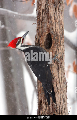 Pileated Woodpecker in Snow - Vertical Stock Photo