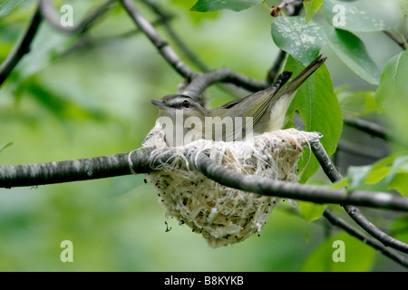 Red eyed Vireo on nest incubating eggs Stock Photo