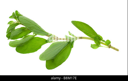 fresh marjoram herb isolated on a white background Stock Photo