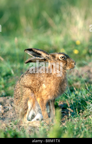 European Hare, Lepus europaeus, adult, Kent, England, Summer. Stock Photo