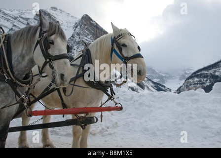 Horses pulling a sleigh at Lake Louise in Banff National Park, Alberta, Canada. Stock Photo