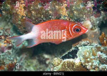 Tropical fish Squirrelfish Sargocentron spiniferum Maldives Indian ocean Addu atoll