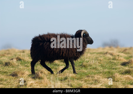 Male, Ram or Buck Hebridean sheep Stock Photo