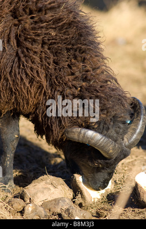 Male, Ram or Buck Hebridean sheep Stock Photo