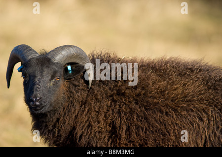 Male, Ram or Buck Hebridean sheep Stock Photo