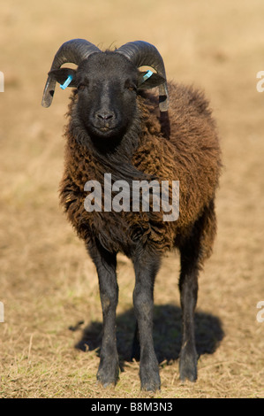 Male, Ram or Buck Hebridean sheep Stock Photo