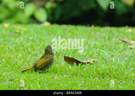 Common Bush Tanager Stock Photo