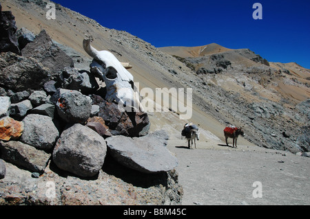 Two donkeys carrying trekking supplies wait on a mountain pass in the Cordillera Huayhuash, Peru. Stock Photo