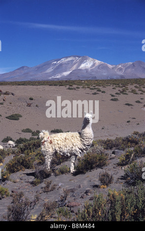 Llama (Lama glama) and Isluga volcano, Isluga National Park, Chile Stock Photo