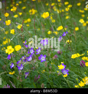 Macro image of wild flower meadow using differential focus and wide aperture to render the background out of focus. Stock Photo
