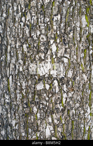 Closeup of tree bark partly covered with moss. Stock Photo