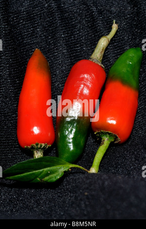 Red and green hot chili peppers. Stock Photo