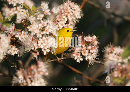 Yellow Warbler Perched in Cherry Blossoms Stock Photo