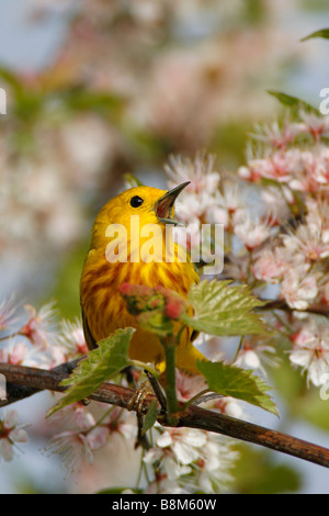 Yellow Warbler Singing Perched in Cherry Blossoms - Vertical Stock Photo