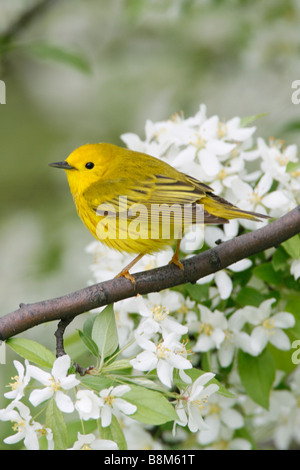 Yellow Warbler Perched in Cherry Blossoms - Vertical Stock Photo