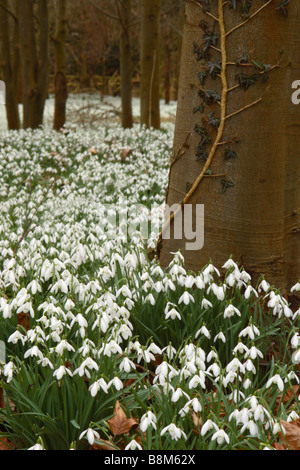 Snowdrops (Galanthus nivalis) growing in a beech forest in Welford Park, Berkshire, United Kingdom Stock Photo