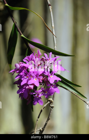 Oerstedella Centradenia Orchid Stock Photo
