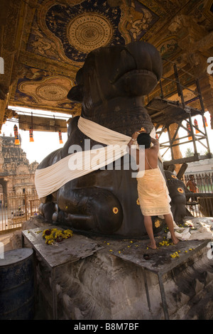 India Tamil Nadu Thanjavur Brihasdishwara temple Brahmin priest wrapping Nandi in holy cloth Stock Photo