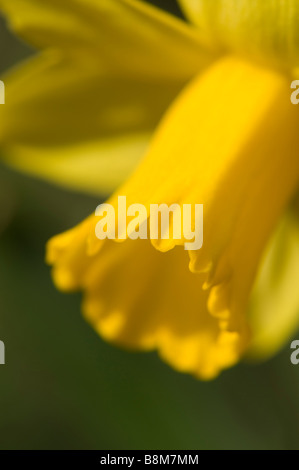 Abstract close up of a flowering Dwarf Daffodil Tete a Tete Stock Photo