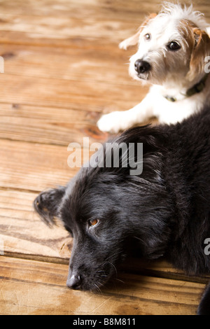 dogs lying on matt outdoors Stock Photo