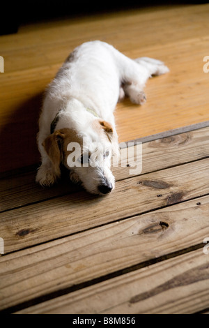 dog lying on matt outdoors