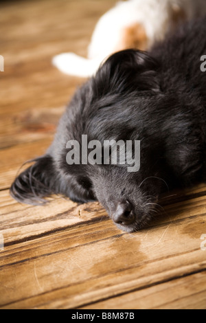 dogs lying on matt outdoors Stock Photo