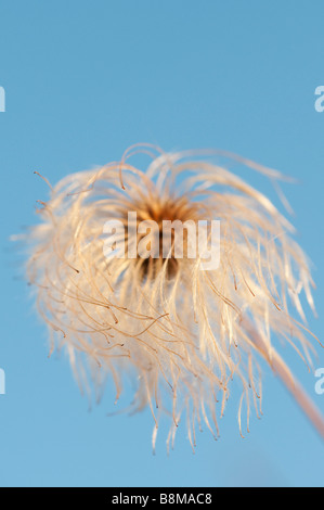 Clematis orientalis seed head against a blue sky. Selective focus Stock Photo