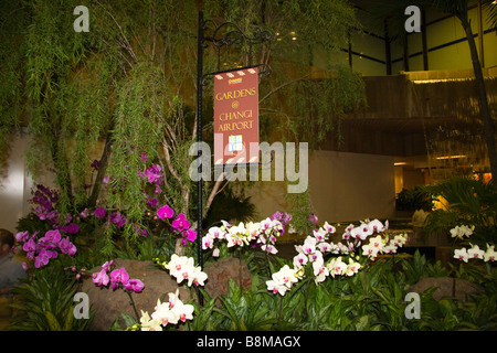 Orchid gardens in Singapore Changi Airport Stock Photo
