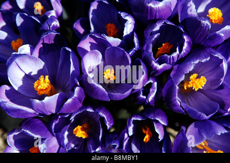 Blue purple crocus plants in bloom Stock Photo